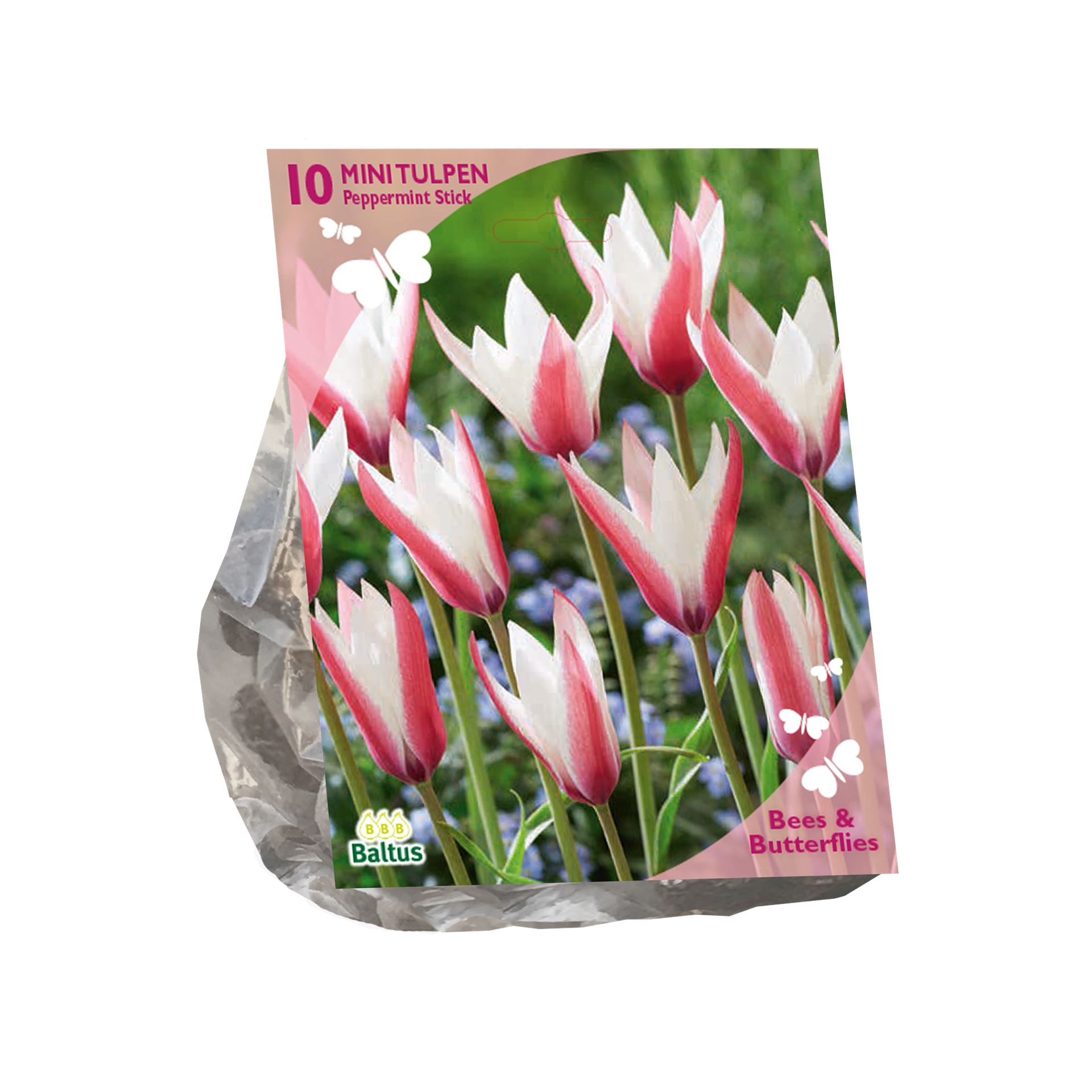 Baltus 'Tulipa Clusiana Peppermint Stick' - voorjaarsbloeiers - Roze / Wit - 10 bloembollen