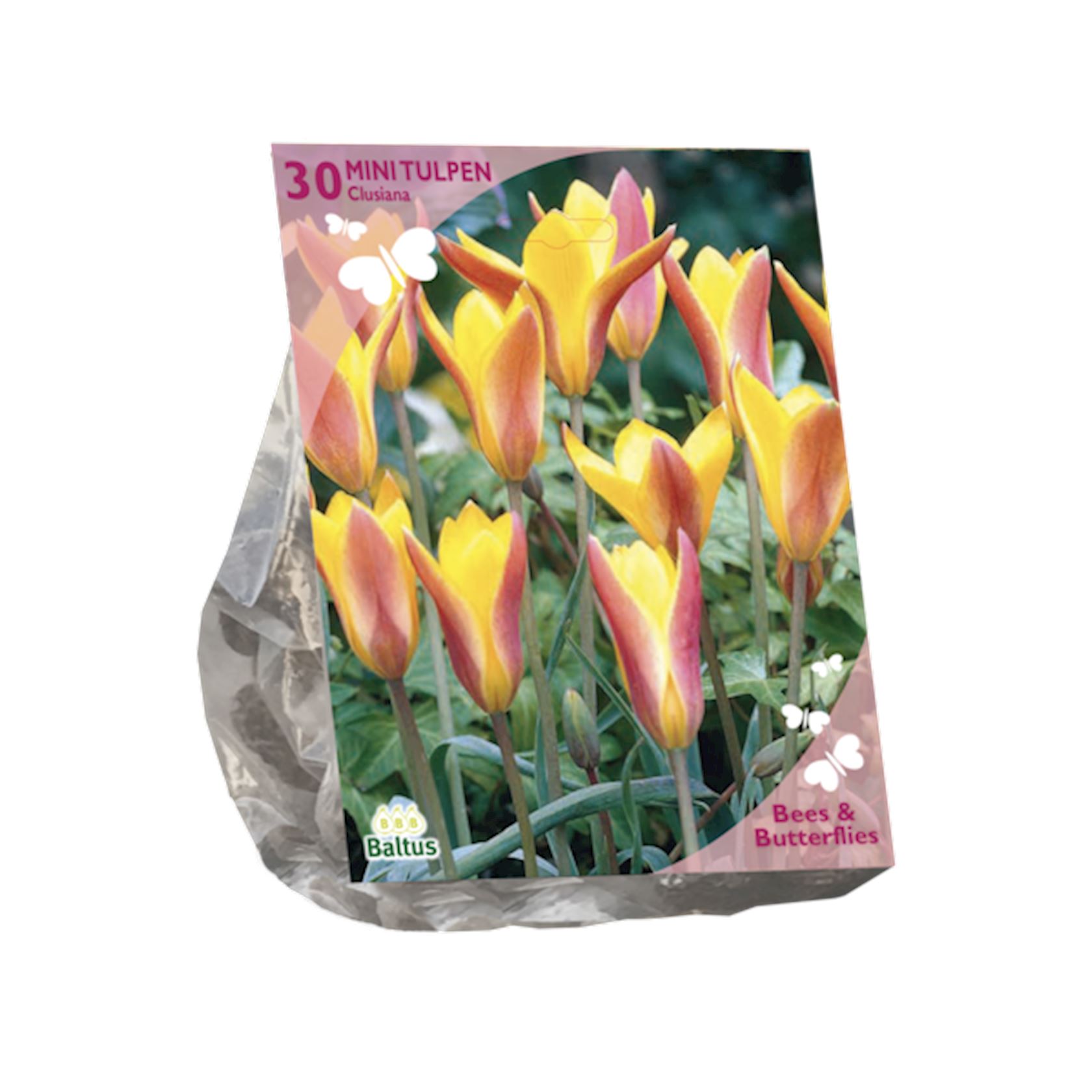 Baltus 'Tulipa Clusiana var. Chrysantha' - voorjaarsbloeiers - 30 bollen