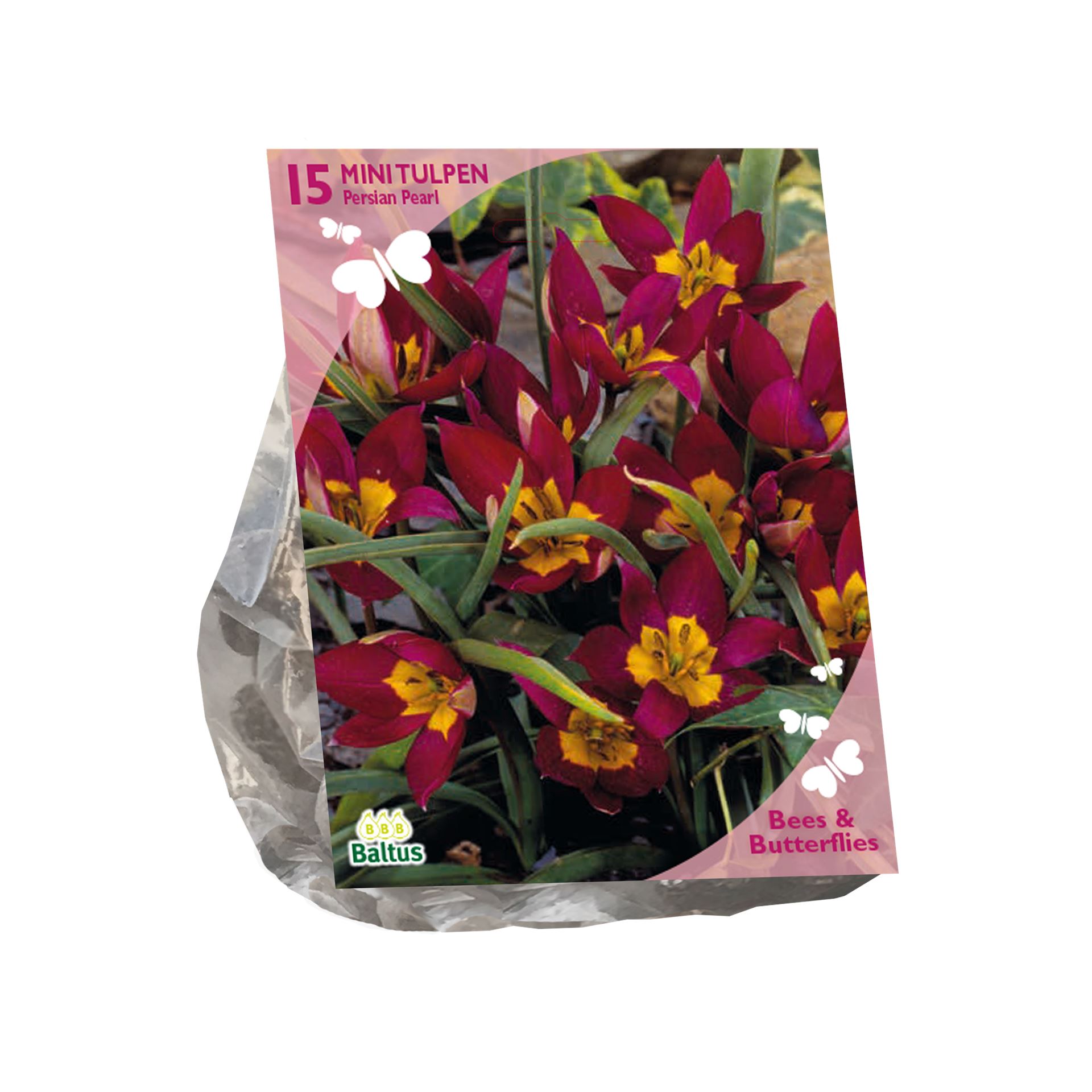 Baltus  'Tulipa Humilis Persian Pearl' - voorjaarsbloeiers - Rood - 15 bloembollen