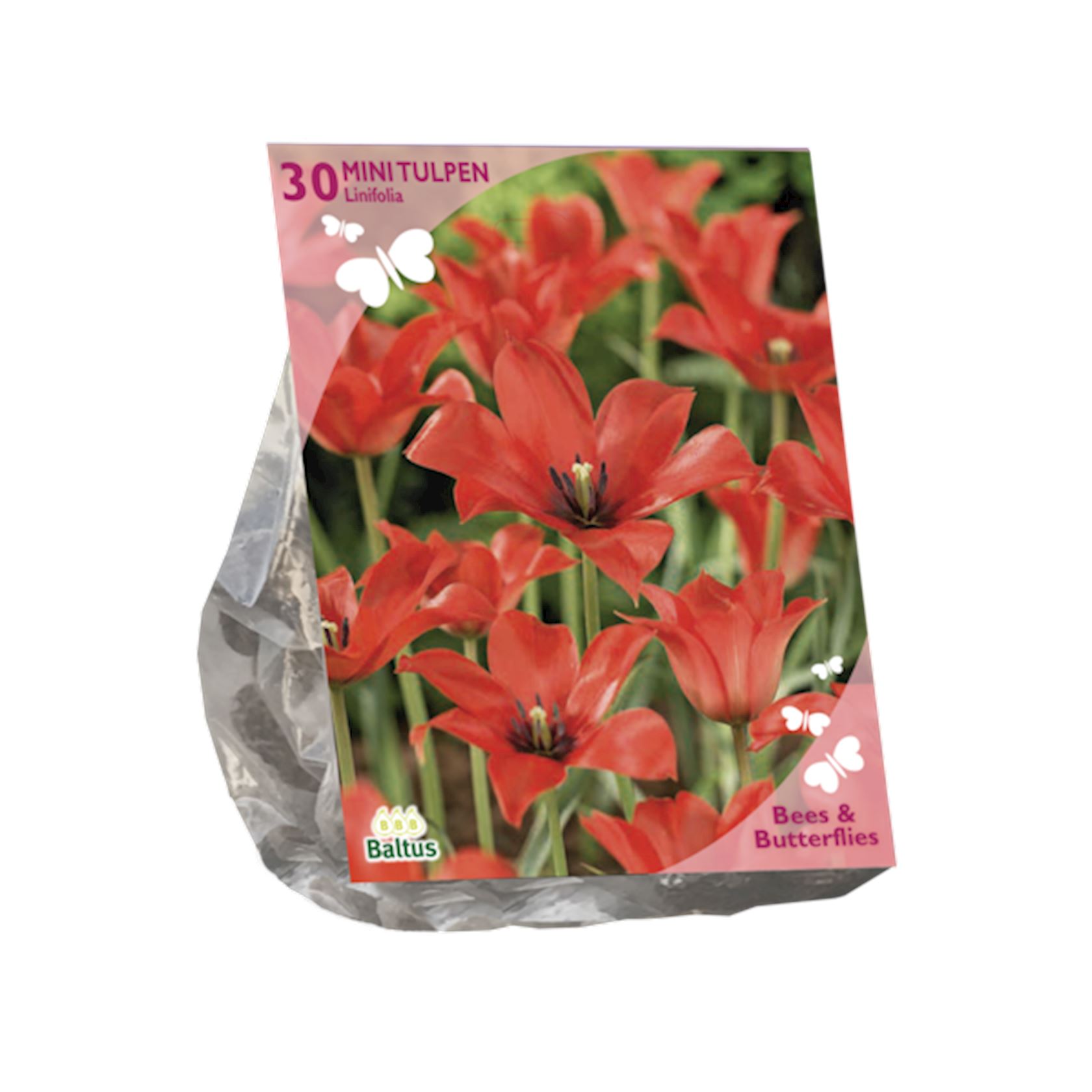 Baltus 'Tulipa Linifolia' - voorjaarsbloeiers - Per 30 tulpenbollen