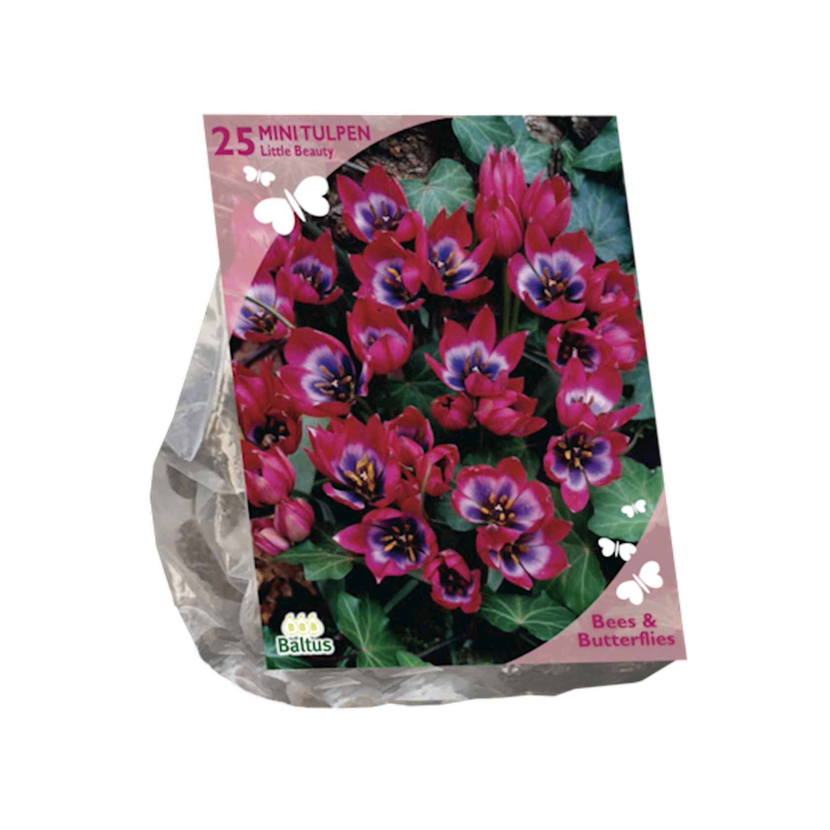 Baltus 'Tulipa Little Beauty' - voorjaarsbloeiers - Rood / Paars - 25 bloembollen
