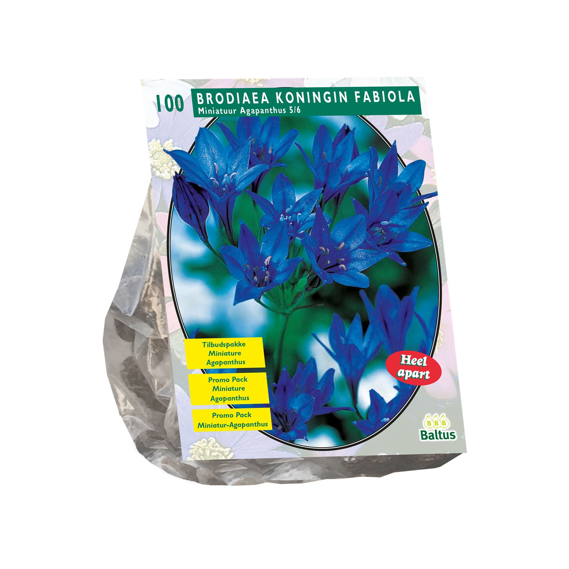 Baltus'Brodiaea Fabiola'voorjaarsbloeiers - 100 bollen afbeelding