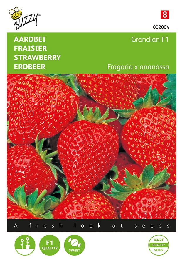 Buzzy® Aardbeien zaden - Grandian F1 afbeelding