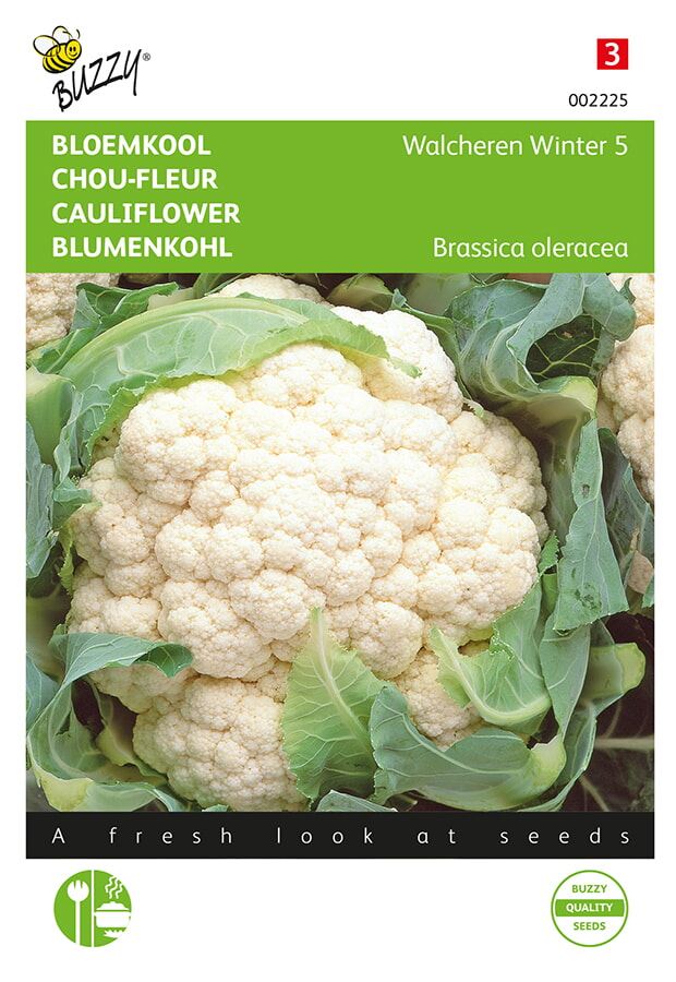 Buzzy® Bloemkool zaden - Walcheren Winter afbeelding