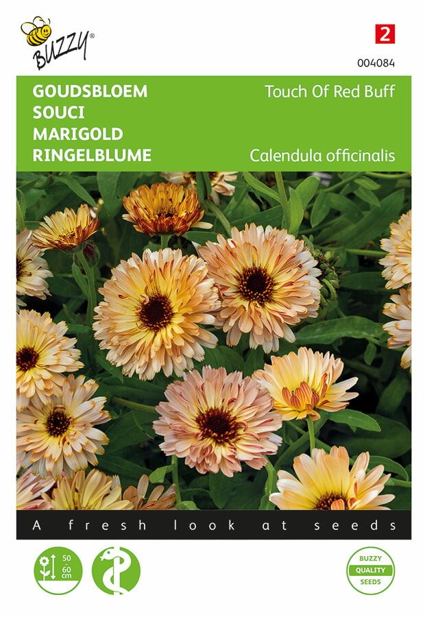 Buzzy Calendula Touch of Red Buff - Prachtige Abrikooskleurige Bloemen - Geneeskrachtig en Decoratief afbeelding