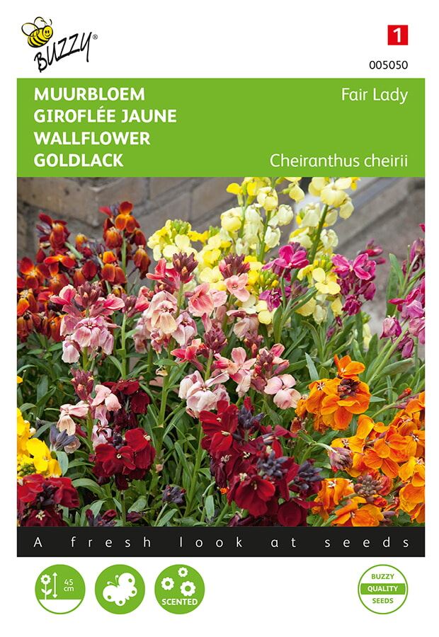 Buzzy® Muurbloem zaden - Fair Lady - gemengd afbeelding