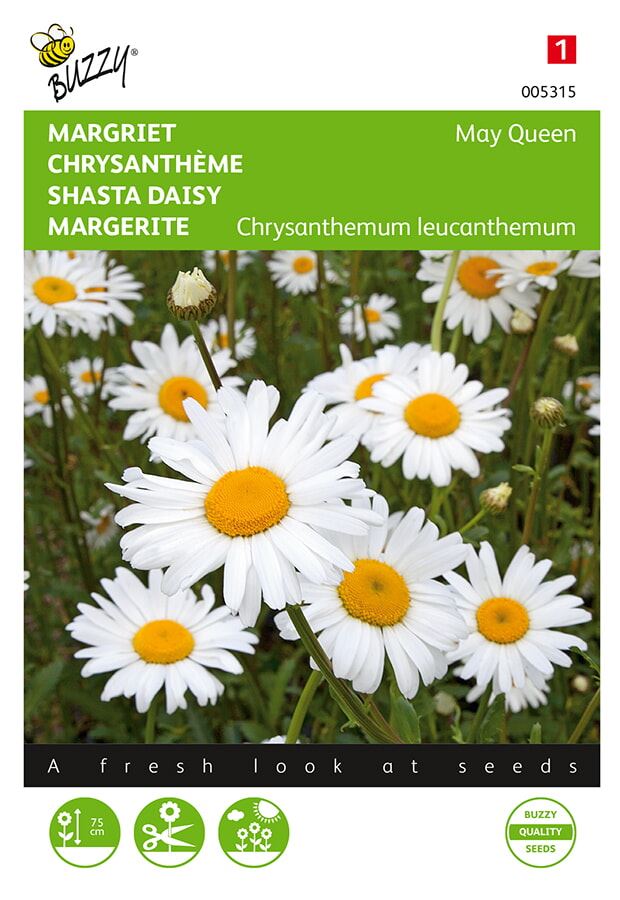 Buzzy® Margriet zaden - May Queen afbeelding