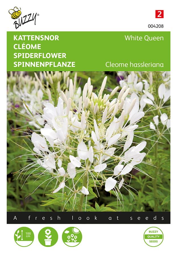 Buzzy Cleome, Kattensnor White Queen afbeelding