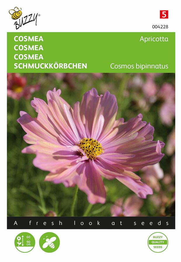 Buzzy Cosmos'Cosmeo Apricotta'