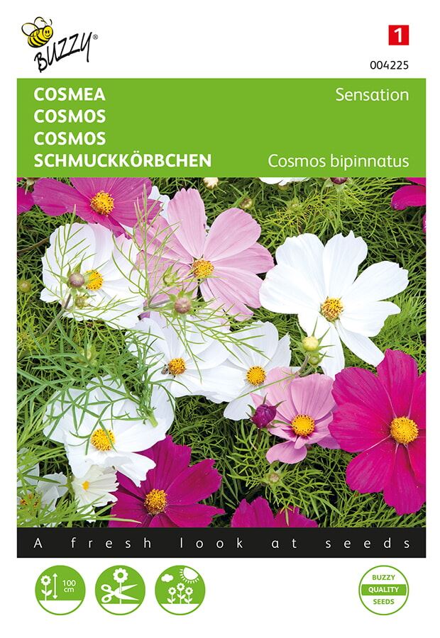 Buzzy® bloemzaden - Cosmea - Sensation afbeelding