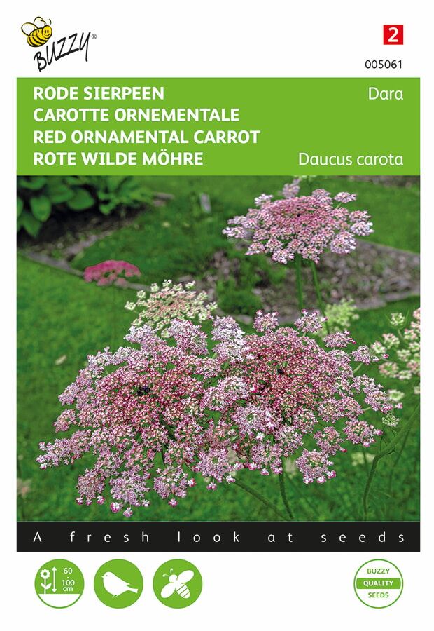 Buzzy Daucus Carota Dara - Rode Variant met Schermachtige Bloemen - Aantrekkelijk voor Vogels, Bijen en Vlinders afbeelding