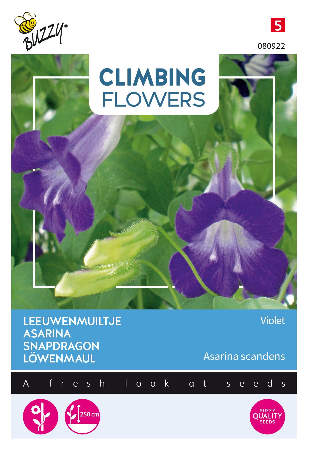 Buzzy® Klimplant - Leeuwenmuiltje zaden - Asarina Blue afbeelding