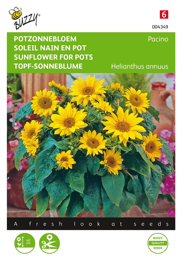 Buzzy® Lage Potzonnebloem zaden - Pacino afbeelding