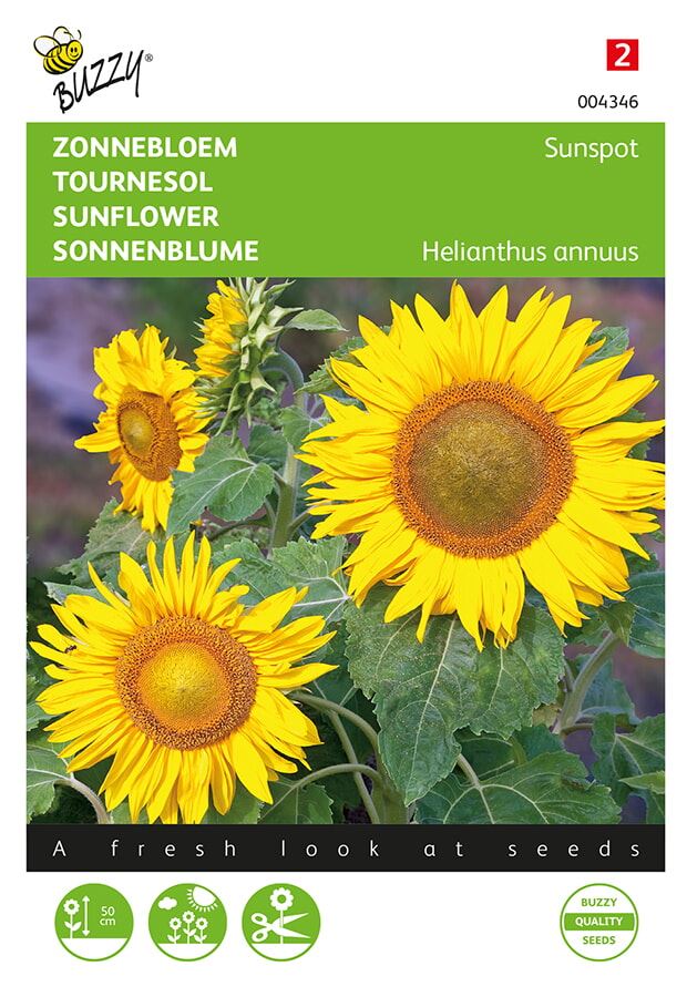 Buzzy® Lage Zonnebloem zaden - Sunspot - geel