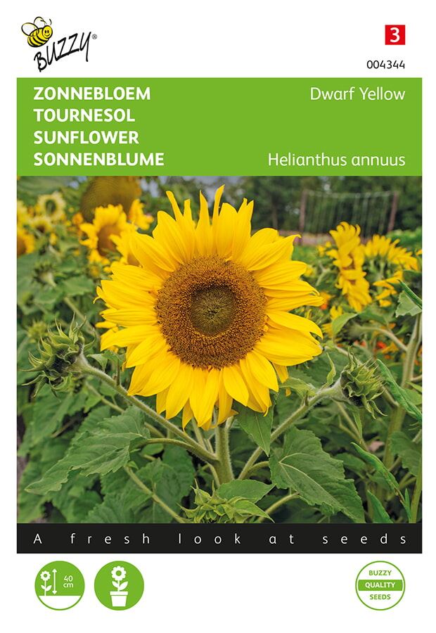 Buzzy® Zonnebloem zaden - Dwarf Yellow afbeelding