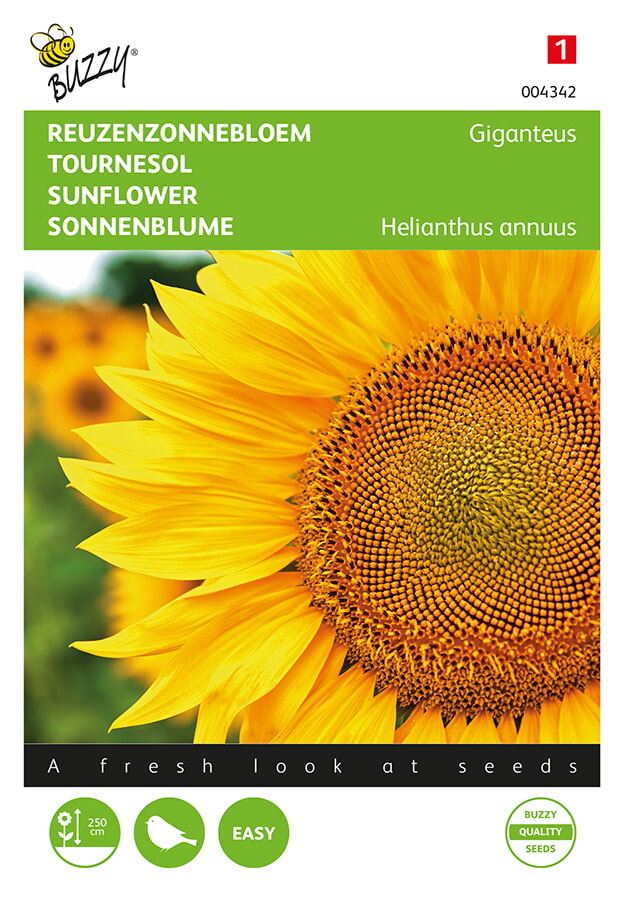Buzzy® bloemzaden - Reuzenzonnebloem  - Giganteus afbeelding