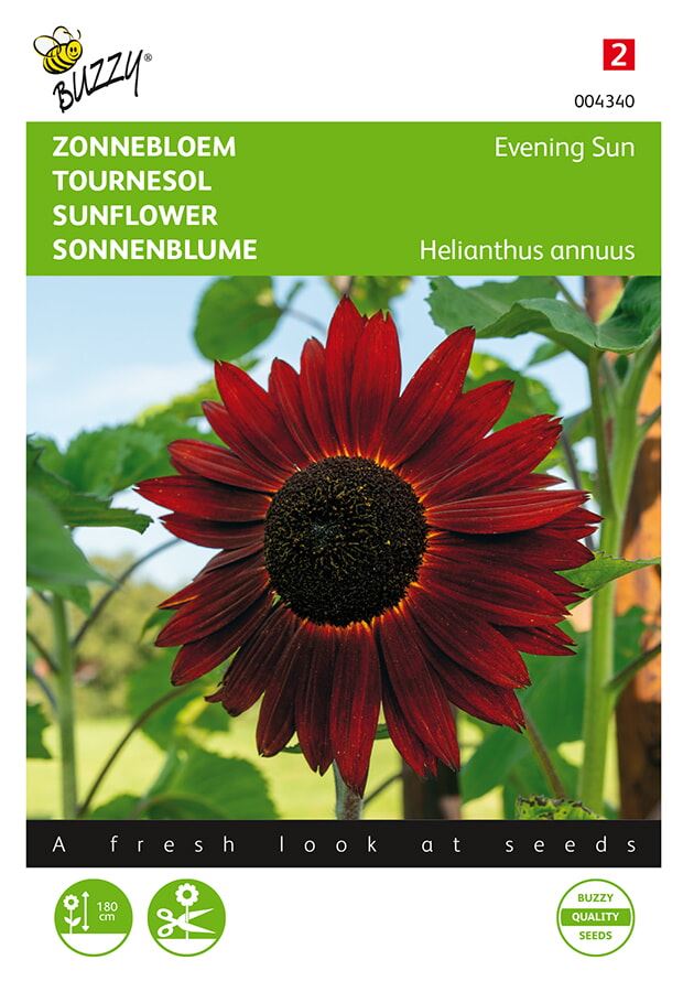 Buzzy® bloemzaden - Zonnebloem  - Avondzon afbeelding