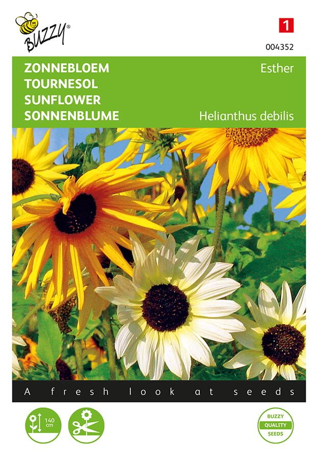 Buzzy® bloemzaden - Zonnebloem - Cucumerifolius afbeelding