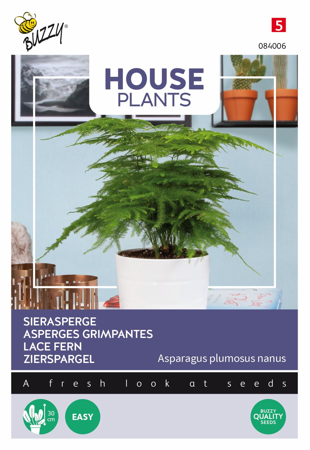 Buzzy® Kamerplant - Sierasperge zaden - Plumosus nanus afbeelding