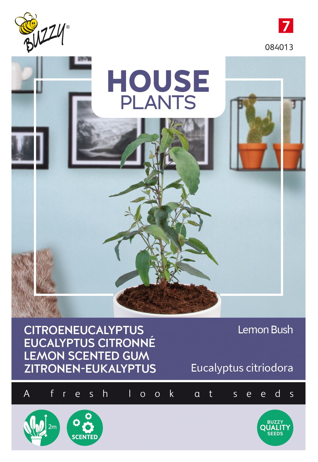 Buzzy® Kamerplant - Citroeneucalypthus zaden - Lemon Bush afbeelding