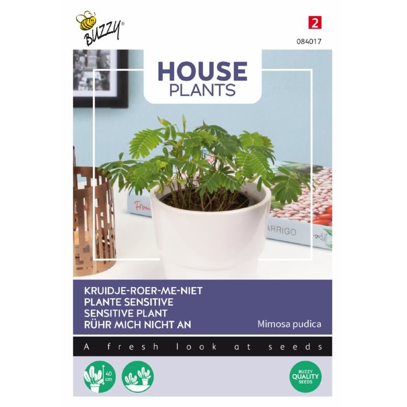 Buzzy House Plants Mimosa Pudica - Kruidje roer me niet afbeelding
