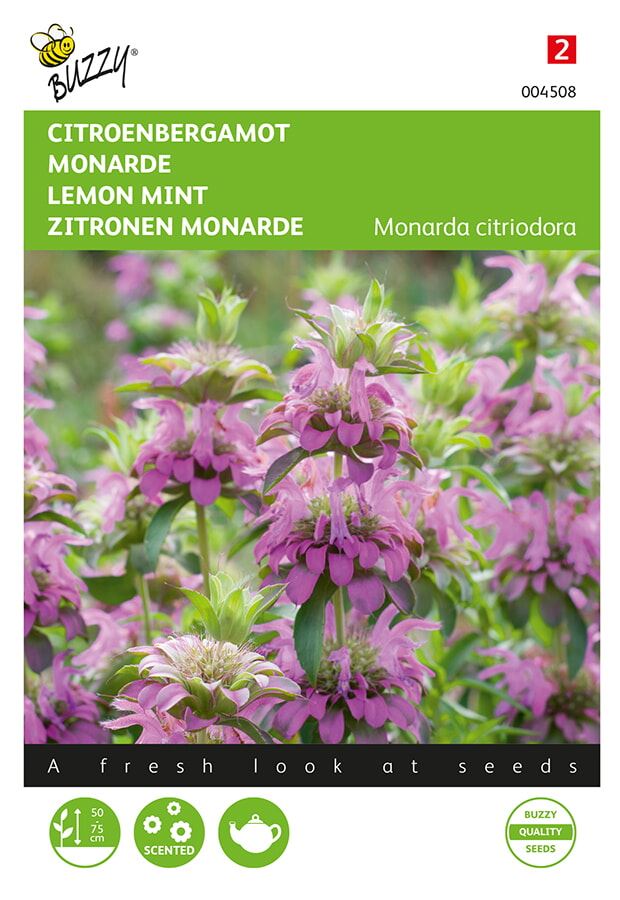 Buzzy Monarda, Citroenbergamot afbeelding