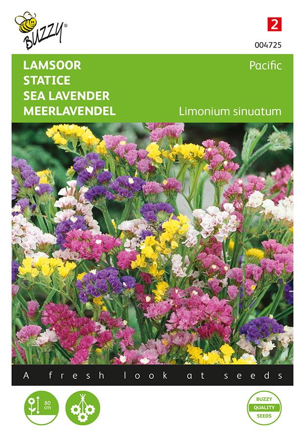 Buzzy® Lamsoor zaden - Pacific - gemengd afbeelding