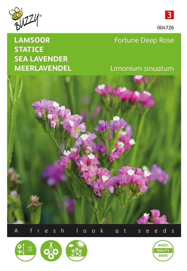 Buzzy Limonium, Lamsoor Fortune Deep Rose afbeelding
