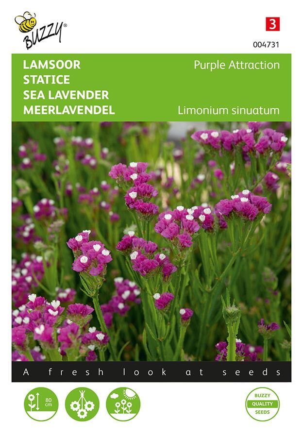 Buzzy Limonium, Lamsoor Purple Attraction afbeelding