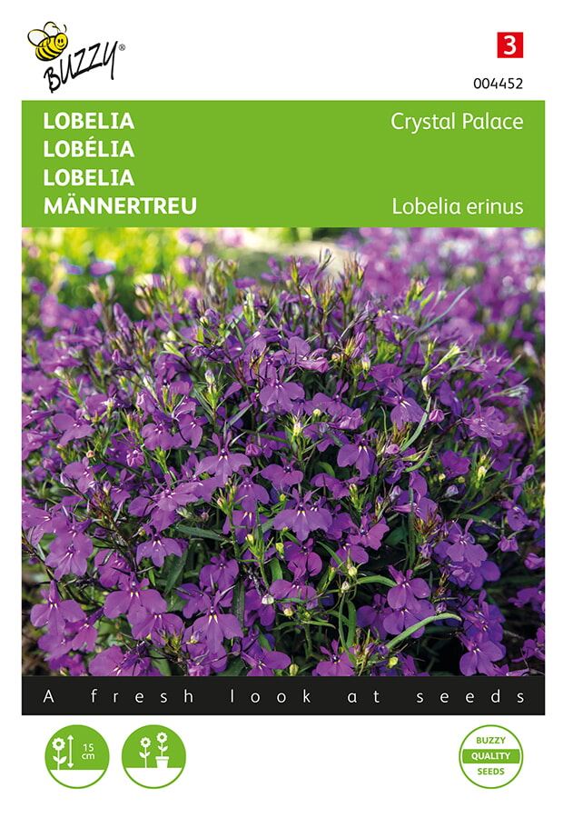 Buzzy Lobelia Crystal Palace afbeelding