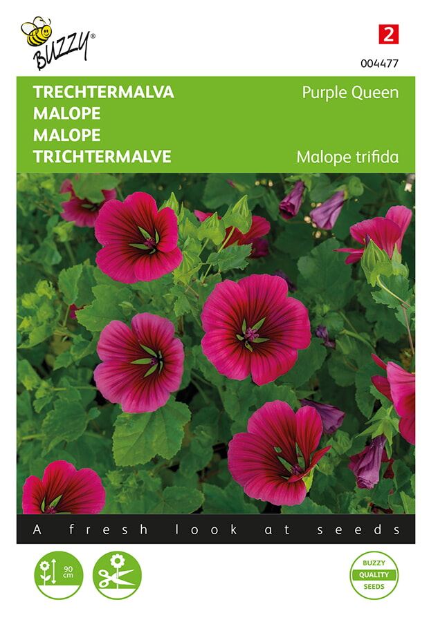 Buzzy Malope, Trechtermalva Purple Queen afbeelding