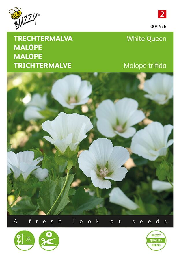 Buzzy Malope, Trechtermalva White Queen afbeelding