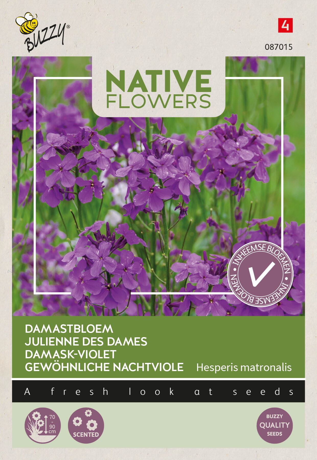 Buzzy Damastbloem Hesperis Matronalis - Prachtige Paarse Bloemen - Ideaal voor de Avondtuin afbeelding