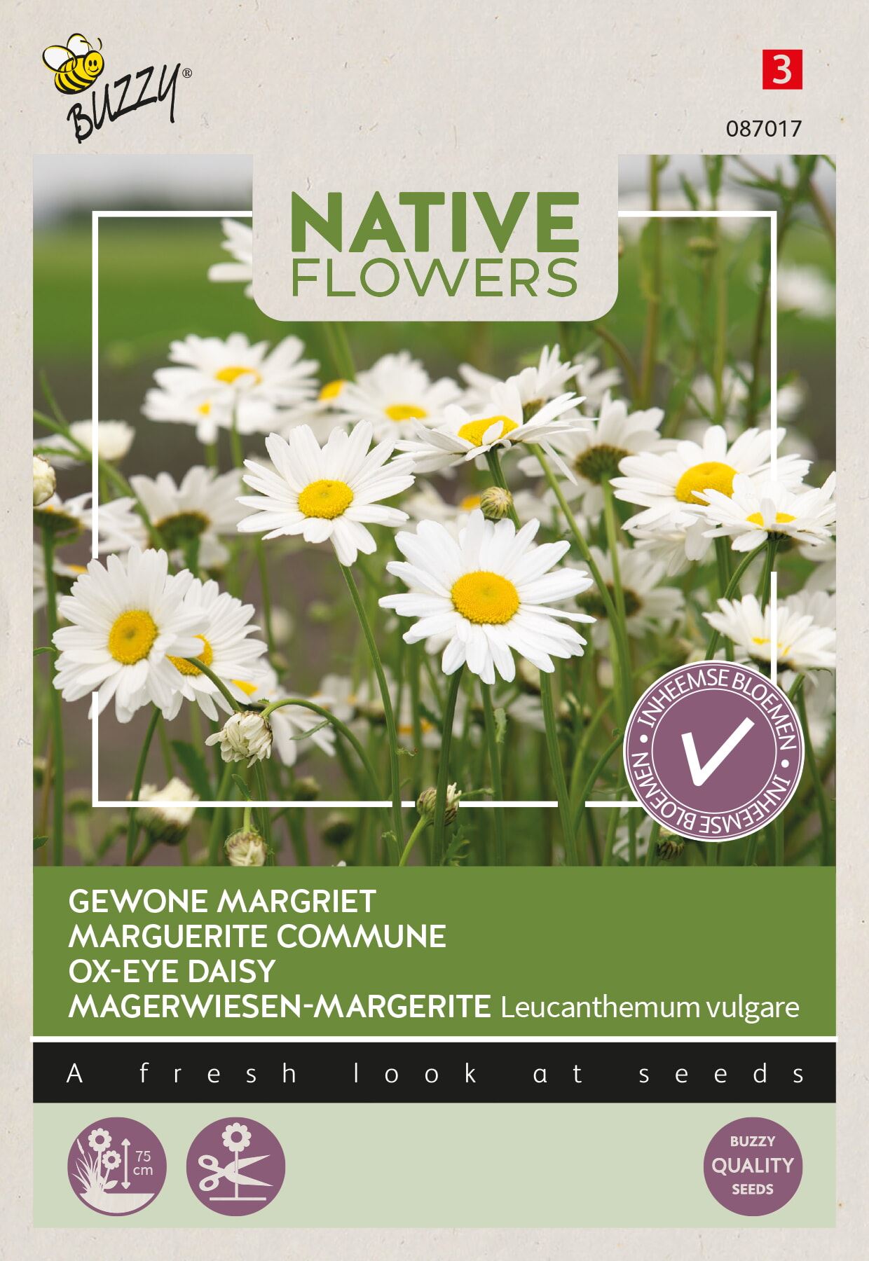 Buzzy Margriet Leucanthemum Vulgare - Grote Witte Bloemen met Geel Hart - Vroegbloeiend afbeelding