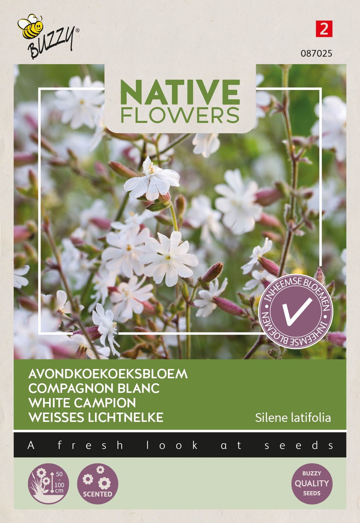 Buzzy Avondkoekoeksbloem Silene Latifolia - Heerlijke Zoete Geur - Bloeit Prachtig in de Avond afbeelding