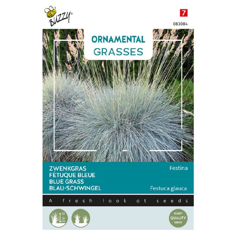 Buzzy Ornamental Grasses'Festuca glauca Blaue Auslese'- Met staalblauwe bladeren afbeelding