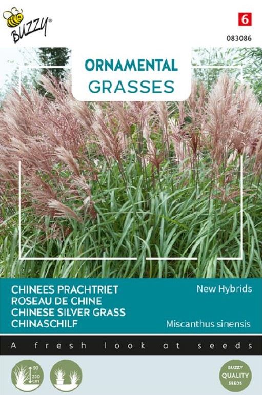 Buzzy Ornamental Grasses, Miscanthus sinensis Neue Hybriden afbeelding