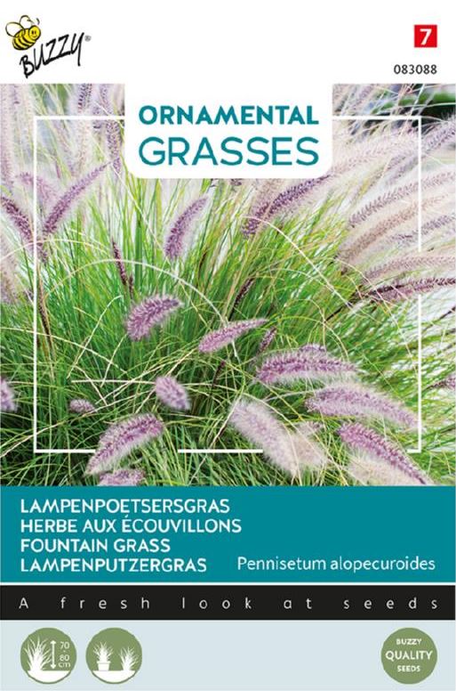 Buzzy Ornamental Grasses, Pennisetum alopecuriodes afbeelding