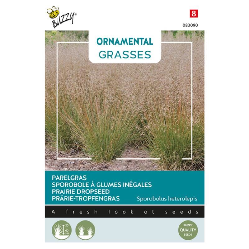 Buzzy Ornamental Grasses'Sporobolus heterolepis'- Zacht siergras afbeelding