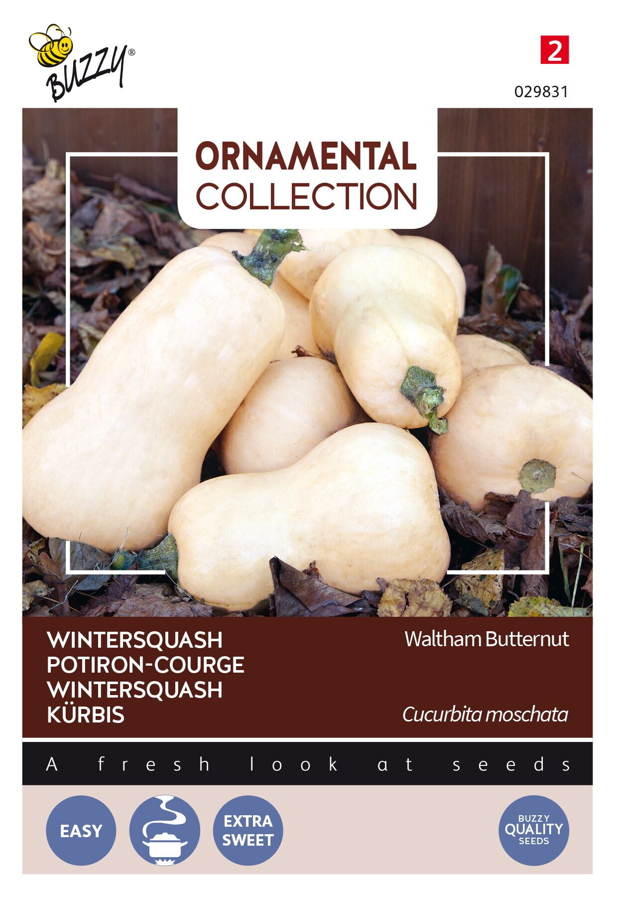Buzzy® Pompoen zaden - Waltham Butternut afbeelding