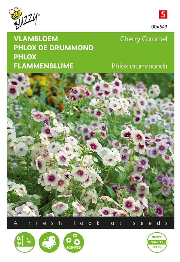 Buzzy vlambloem Phlox drummondii'Cherry Caramel'- Aantrekkelijke bloemen voor vlinders afbeelding