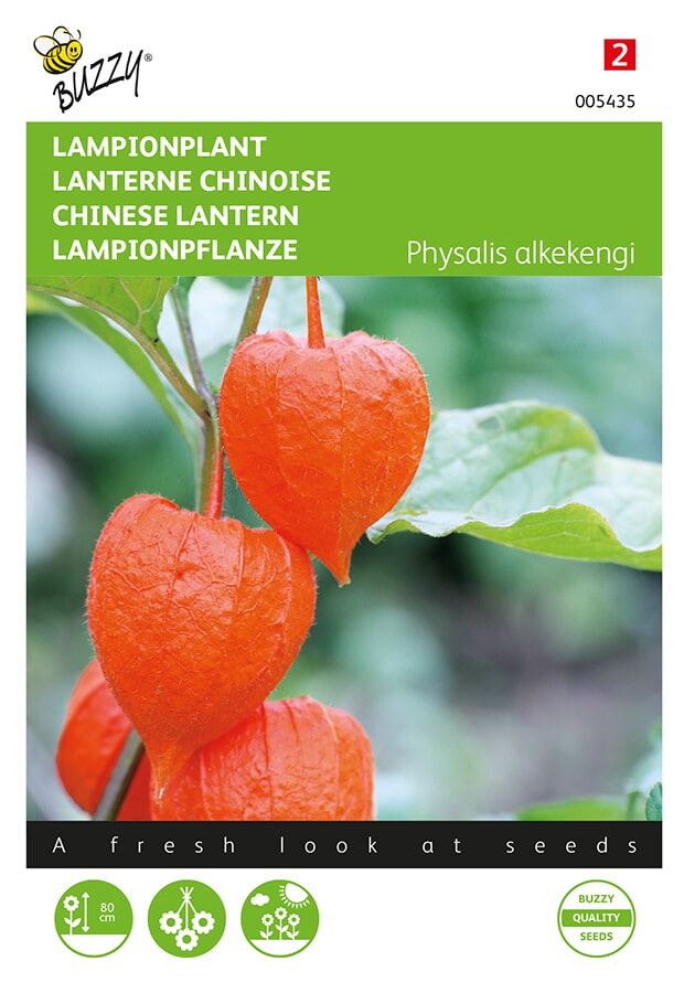 Buzzy® Lampionplant zaden - Physalis franchetti gigantea afbeelding