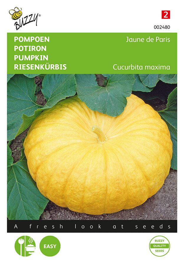 Buzzy® Pompoen zaden - Gele Reuzen afbeelding