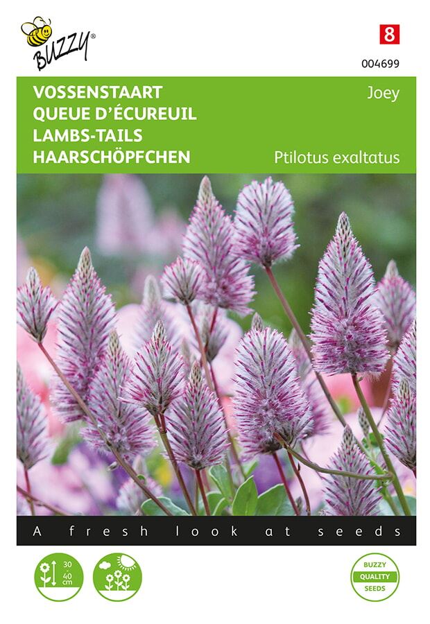 Buzzy Ptilotus, Sierlijke Vossenstaart'Joey' afbeelding