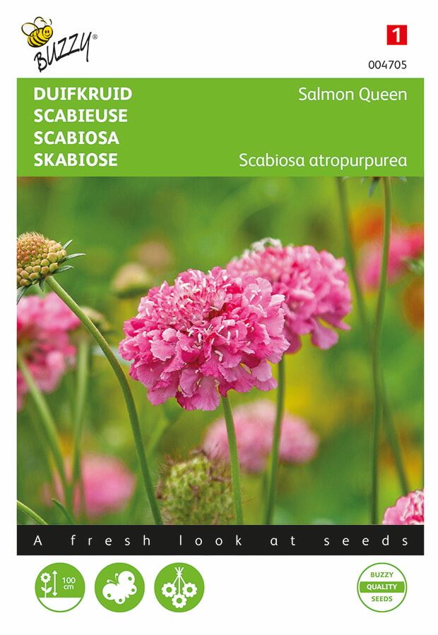 Buzzy - bloemzaden - Scabiosa Salmon Queen (duifkruid/speldenkussenbloem)
