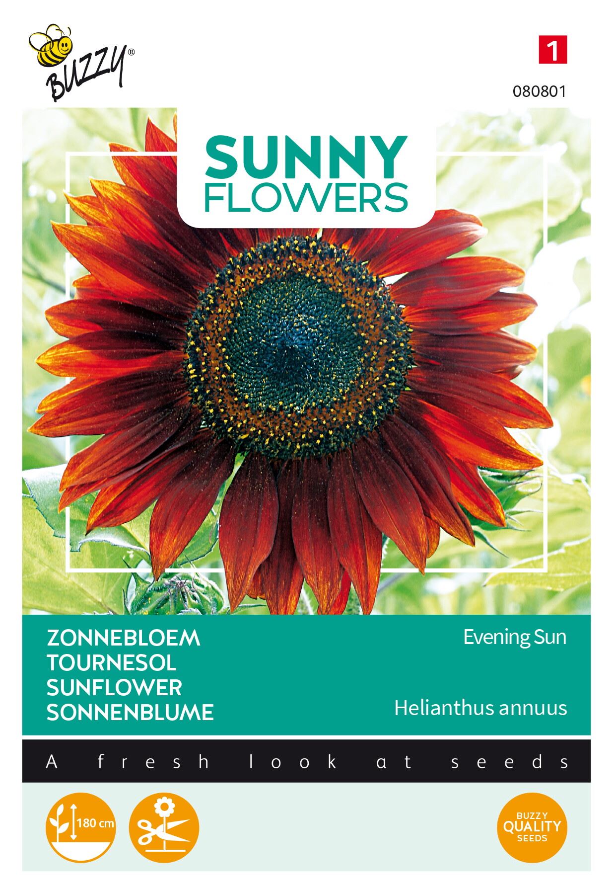 Buzzy® Zonnebloem zaden - Evening Sun afbeelding