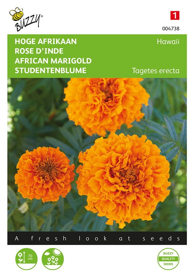Buzzy® Hoge afrikaan zaden - Hawaii - oranje afbeelding