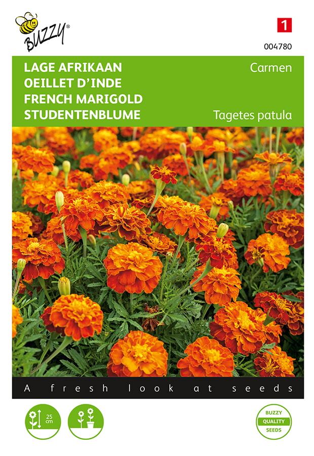 Buzzy® Lage afrikaan zaden - Carmen afbeelding