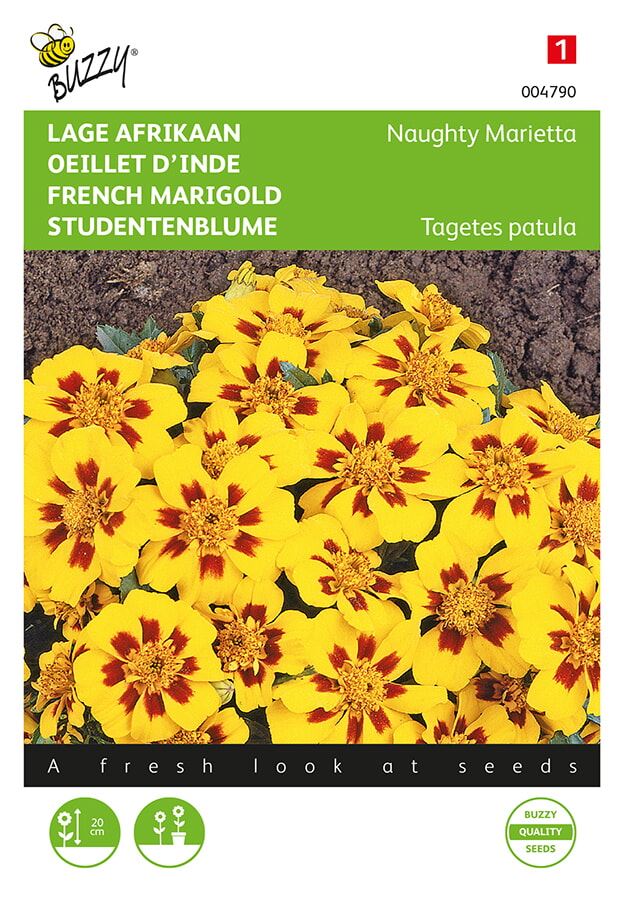 Buzzy® Lage afrikaan zaden - Naughty Marietta afbeelding