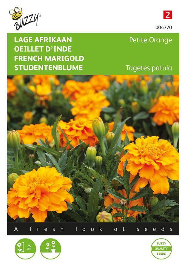Buzzy® Lage afrikaan zaden - Tagetes Orange afbeelding